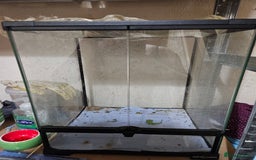 Stick Insects invertebrates for sale: Sungaya stick insects and enclosure - Image 4