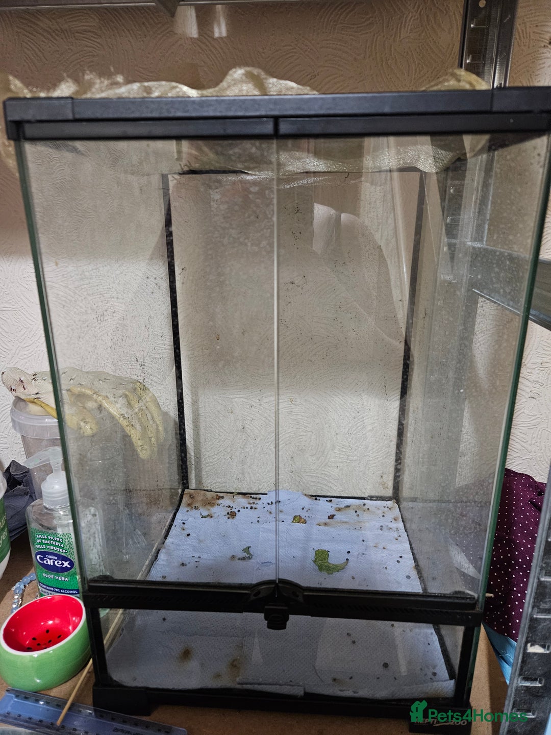 Stick Insects invertebrates for sale: Sungaya stick insects and enclosure - Image 4