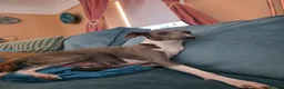 Italian Greyhound dogs for sale: 6 Beautiful Italian Greyhound Puppies  - Advert 5