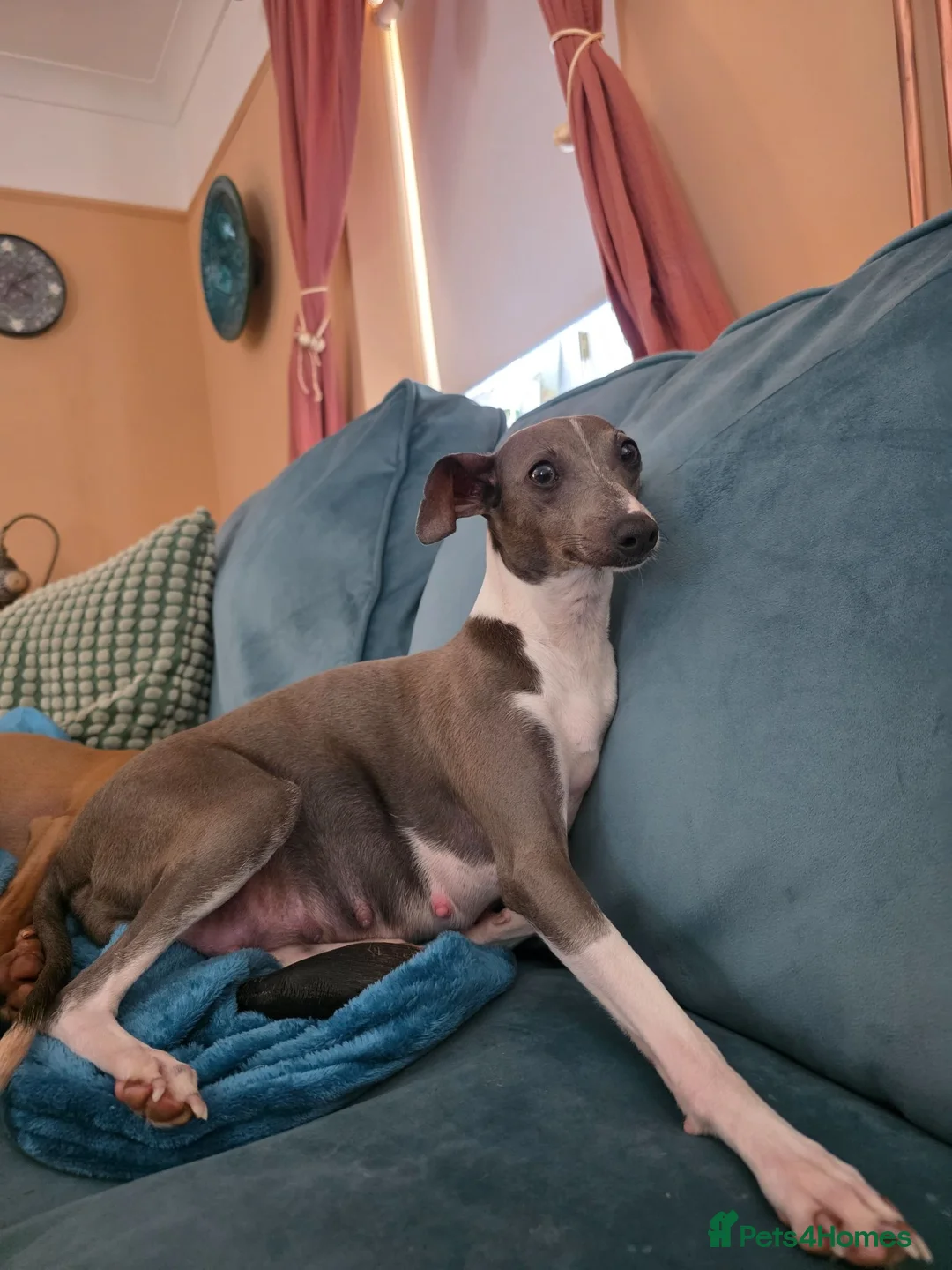 Italian Greyhound dogs for sale: 6 Beautiful Italian Greyhound Puppies  - Advert 5