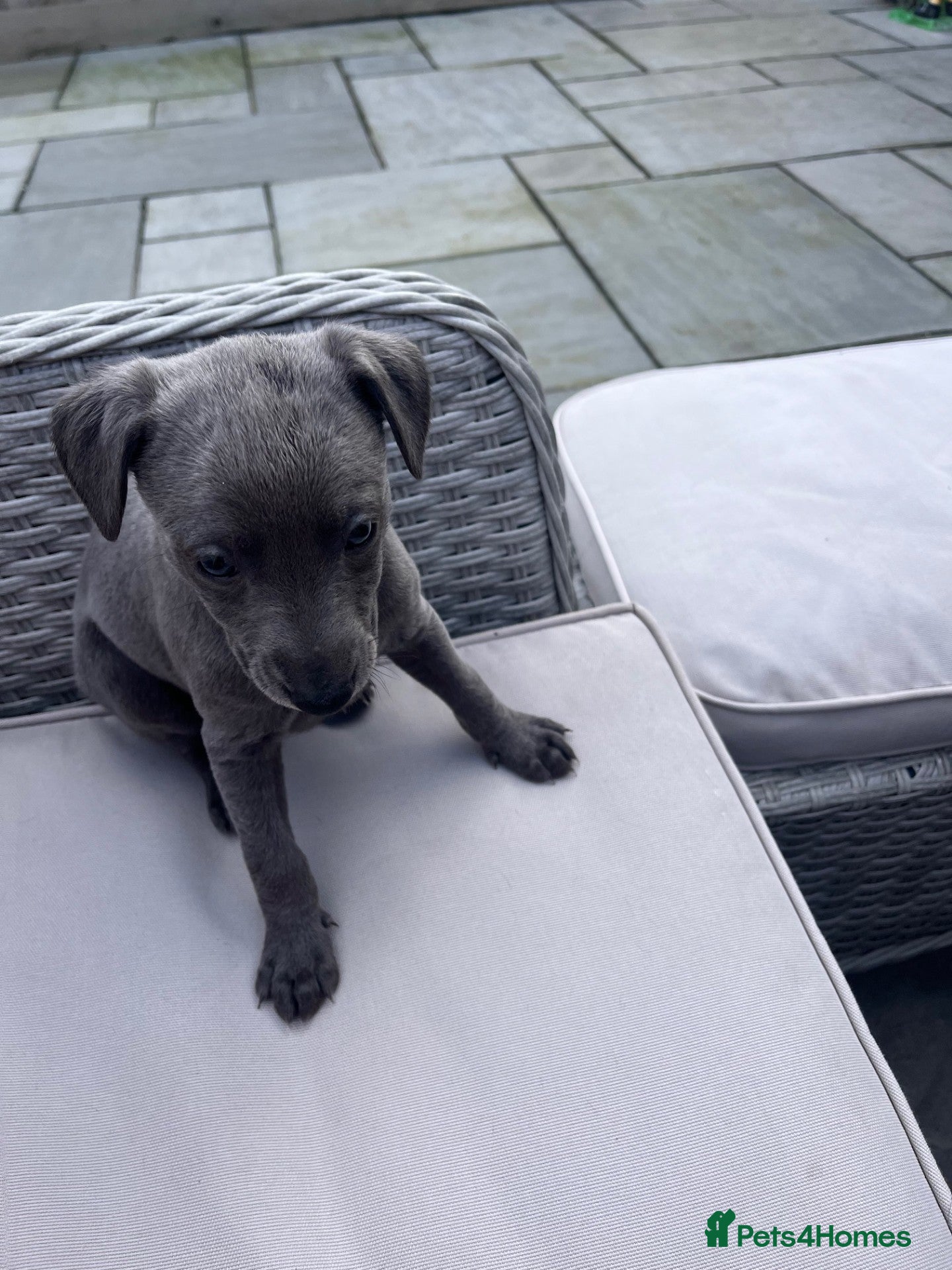 Whippet dogs Stunning Solid Blue KC Registered Whippets! - Advert 1