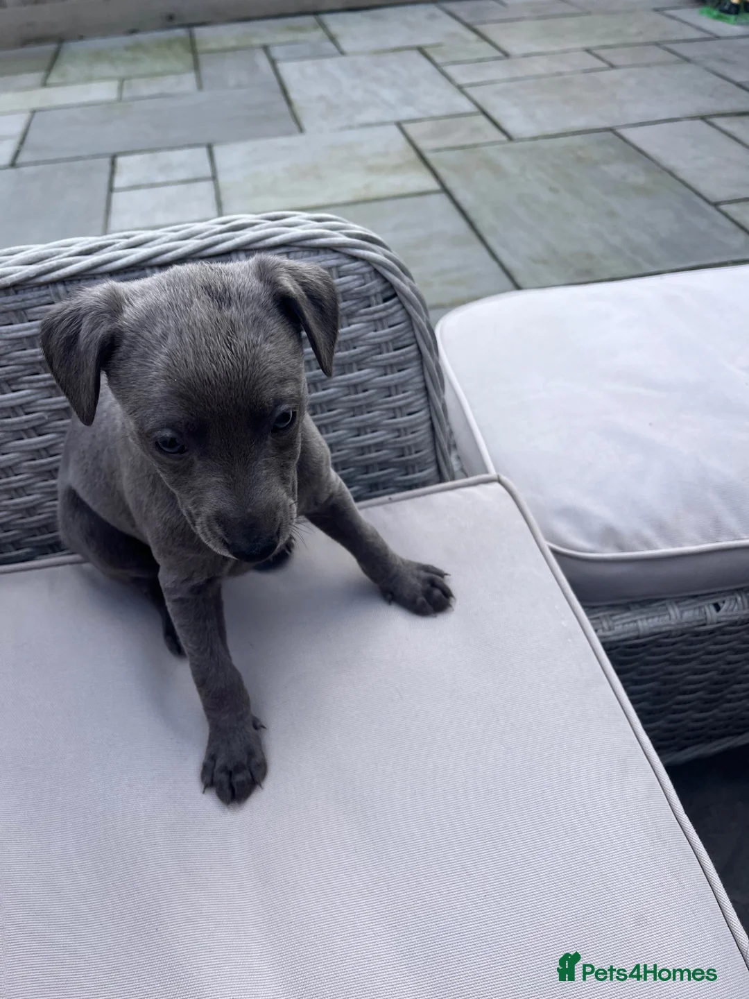 Whippet dogs for sale: Stunning Solid Blue KC Registered Whippets! - Advert 1