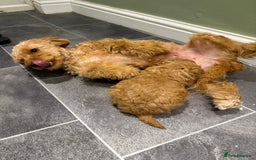 Maltipoo dogs for sale: Toy poodle puppy for sale maltipoo - Image 10