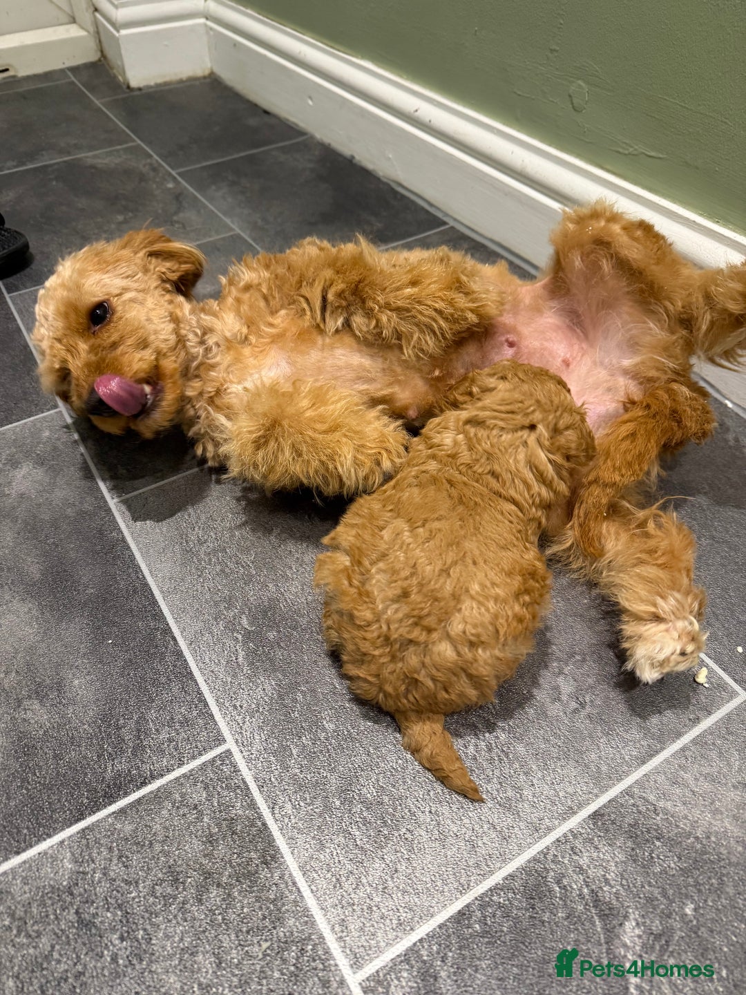 Maltipoo dogs for sale: Toy poodle puppy for sale maltipoo - Image 10