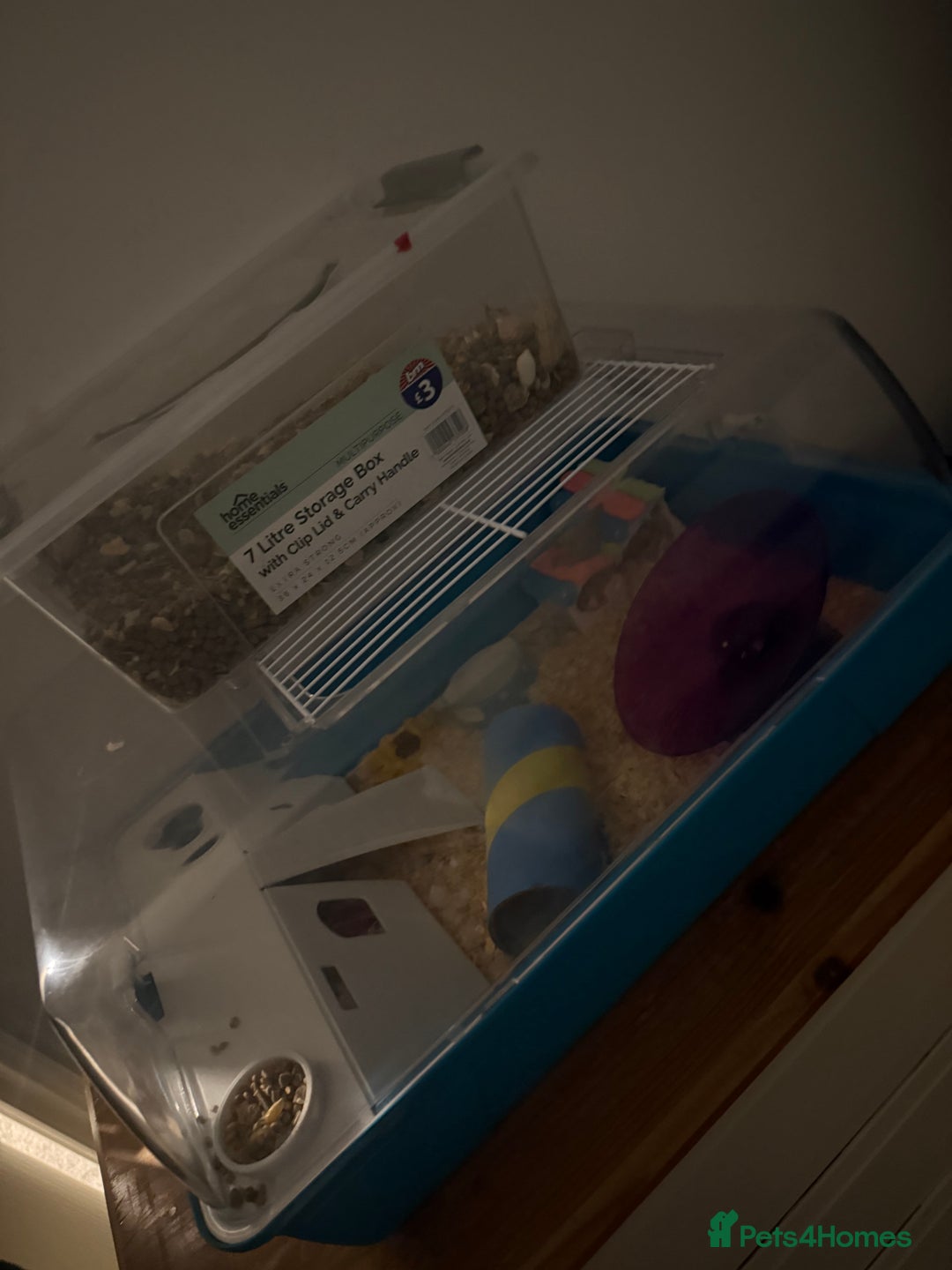Hamster rodents for sale: Dwarf Hamster - Image 8