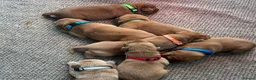 Labrador Retriever dogs for sale: Dark fox red Labrador Retriever Puppies For Sale  in Corwen - Advert 17