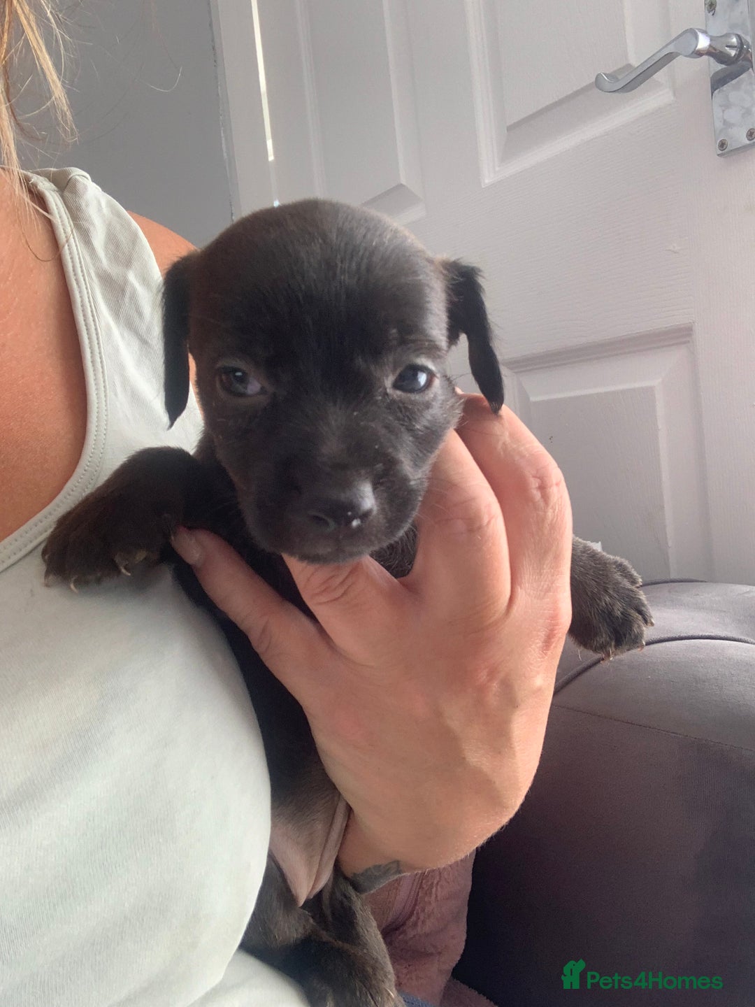 Patterdale Terrier dogs for sale: Patterdale puppy  - Image 3