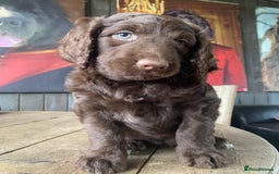 Bernedoodle dogs for sale: Standard Bernedoodle Girls Available  - Image 16