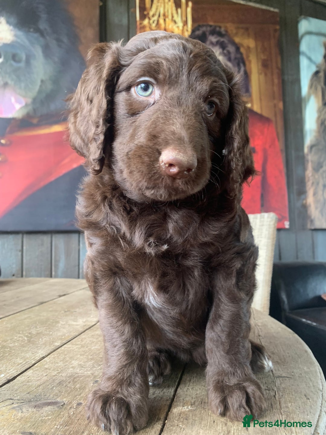 Bernedoodle dogs for sale: Standard Bernedoodle Girls Available  - Image 16