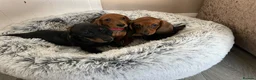 Miniature Dachshund dogs for sale: Miniature dachshund puppies - Advert 19