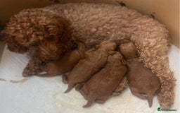 Cavapoo dogs for sale: Cavapoo puppies - Image 5