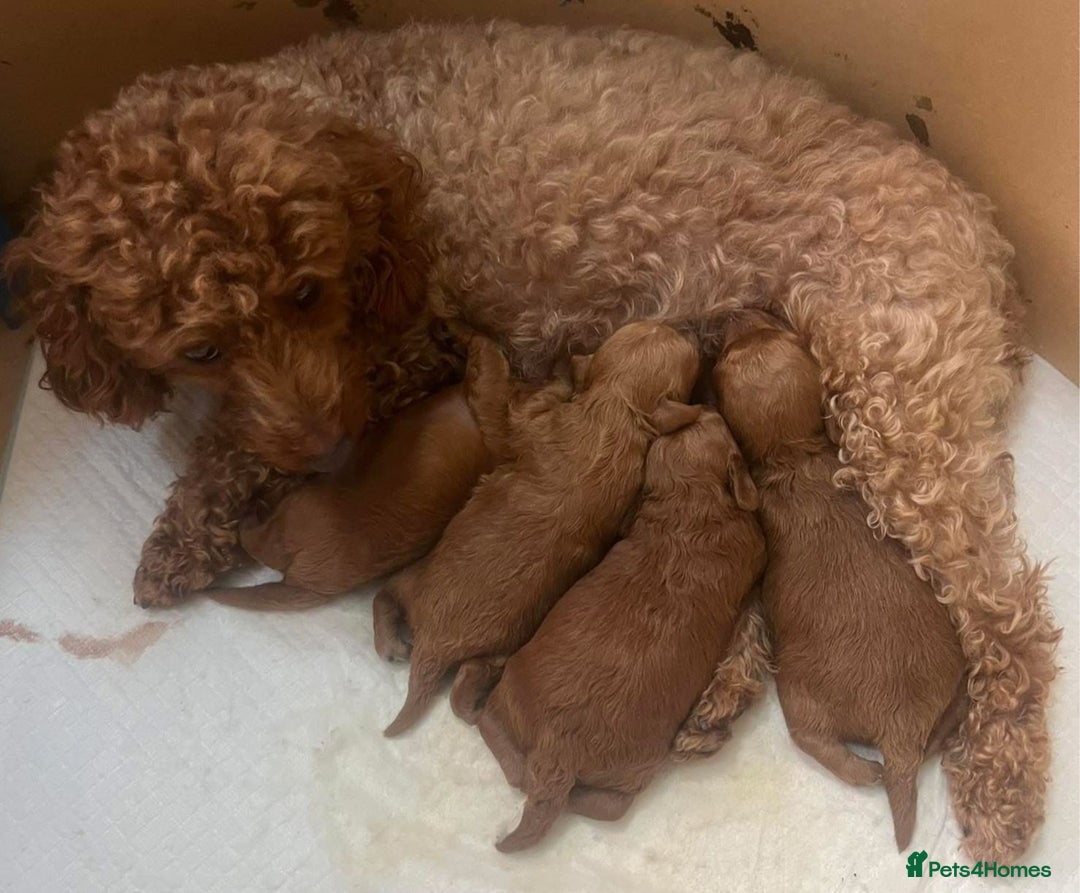Cavapoo dogs for sale: Cavapoo puppies - Image 5