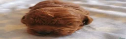 Cavapoo dogs for sale: Extensively health tested F1b Cavapoo puppies  - Advert 8