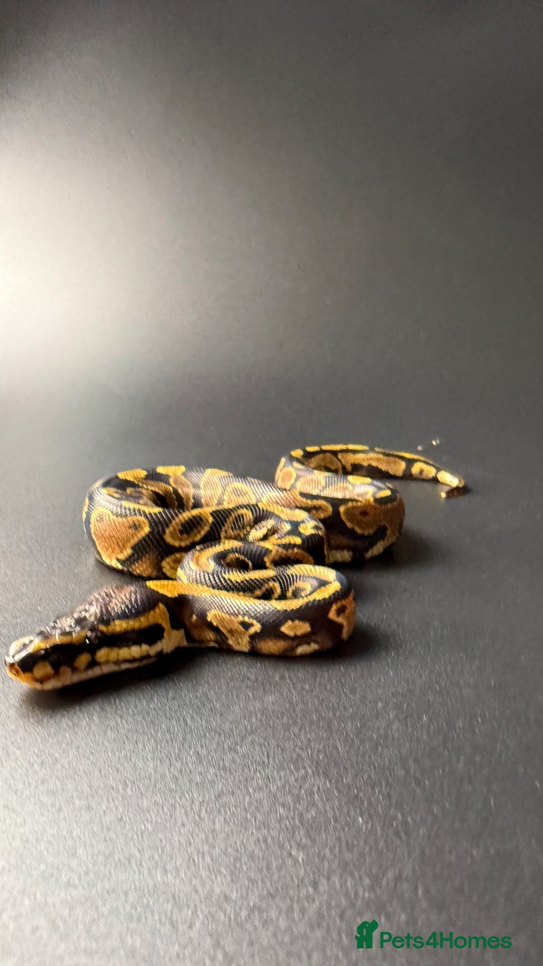 Python Snake reptiles Yellowbelly-het Pied Male - Advert 5