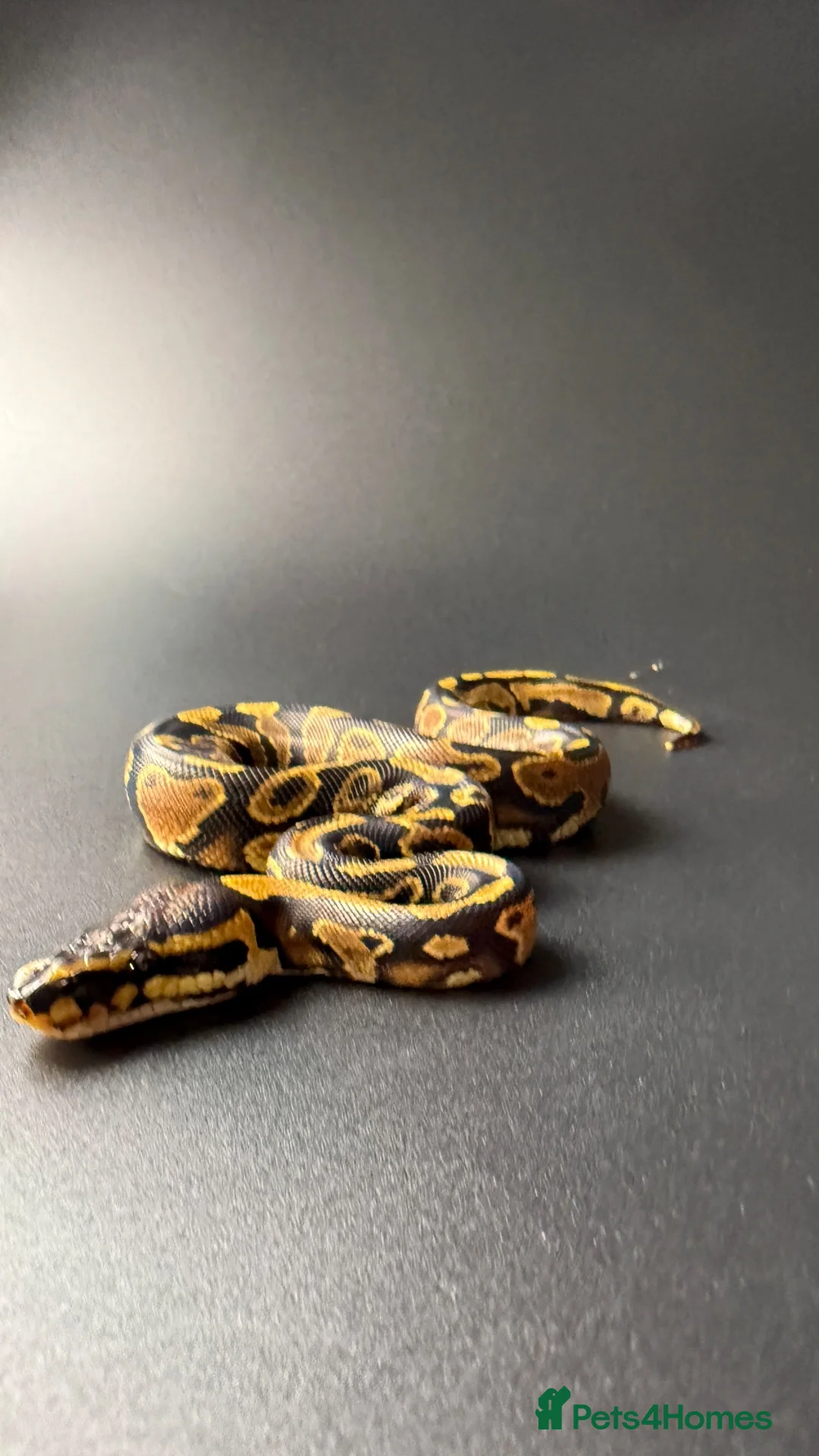 Python Snake reptiles for sale: Yellowbelly-het Pied Male - Advert 1