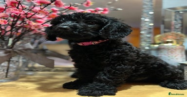 Cockapoo dogs - Advert 11