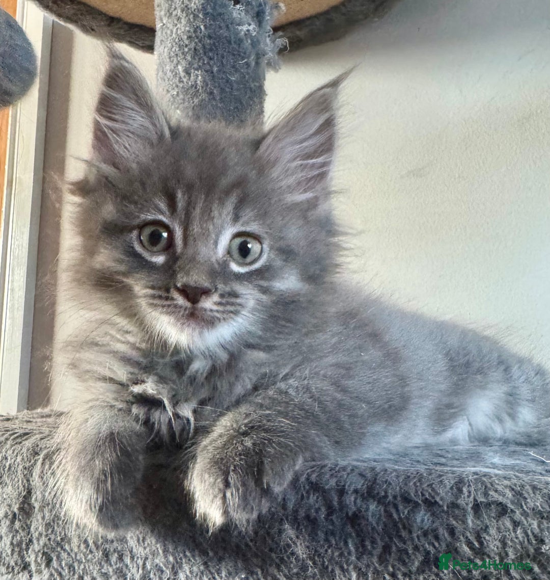 Mixed Breed cats for sale: Maine coon cross ragdoll kittens stunning blues - Advert 7