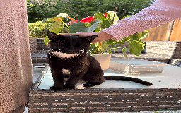 Domestic Shorthair cats for sale: A loving home for this little cat - Image 3