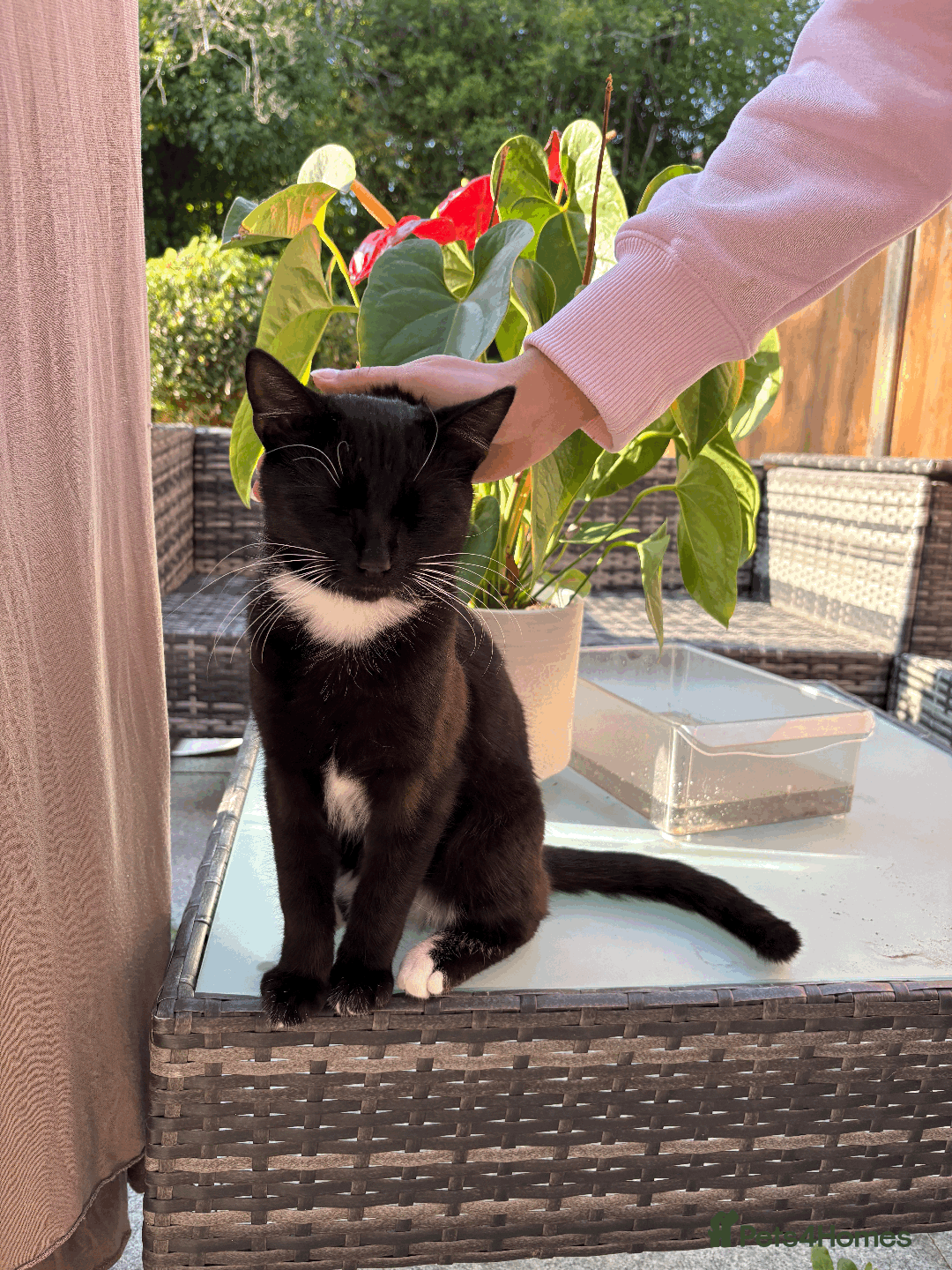 Domestic Shorthair cats for sale: A loving home for this little cat - Image 3