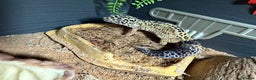 Gecko reptiles for sale: Two gekos for sale  - Advert 6