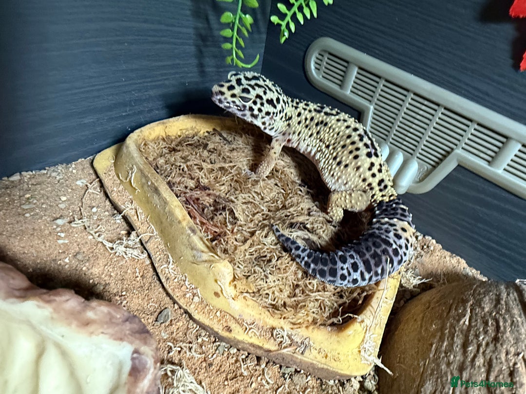 Gecko reptiles for sale: Two gekos for sale  - Advert 6