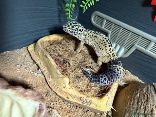 Gecko reptiles Two gekos for sale - Advert 15