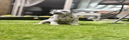 Dalmatian dogs for sale: Beautiful KC Registered Dalmatian Puppies - Advert 19