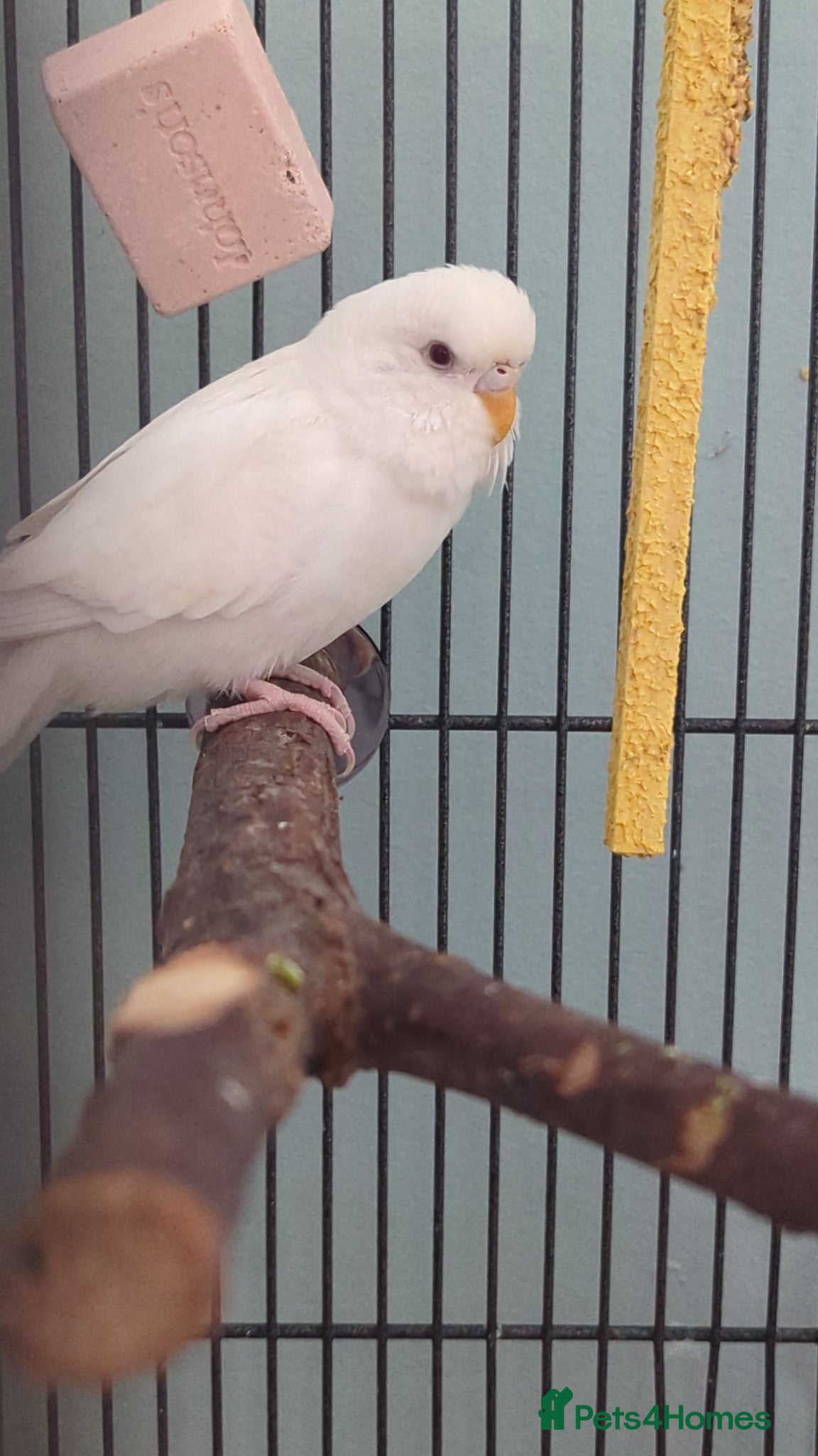 Budgerigars birds for sale: White budgie  - Advert 1