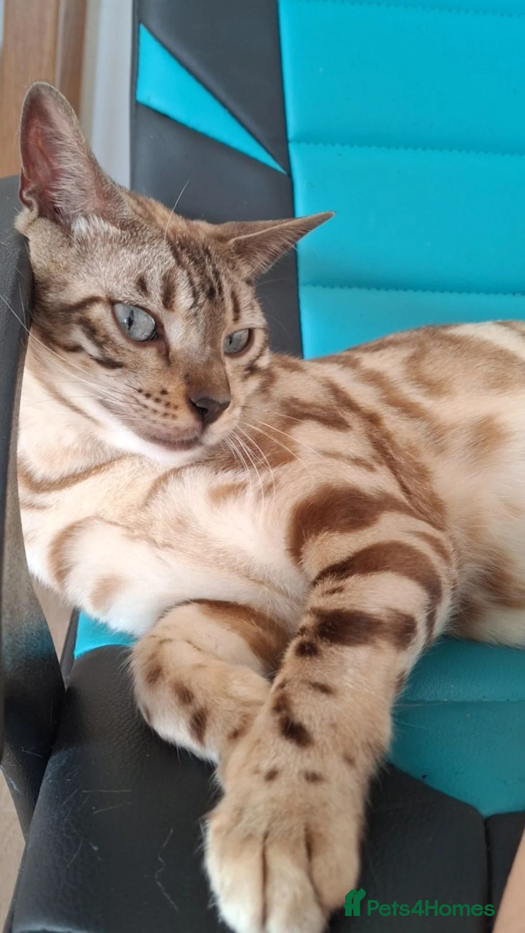 Bengal cats for sale: Snow clouded bengal - Advert 2