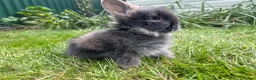 Lionhead rabbits for sale: Beautiful mini double maned lionheads  - Advert 11
