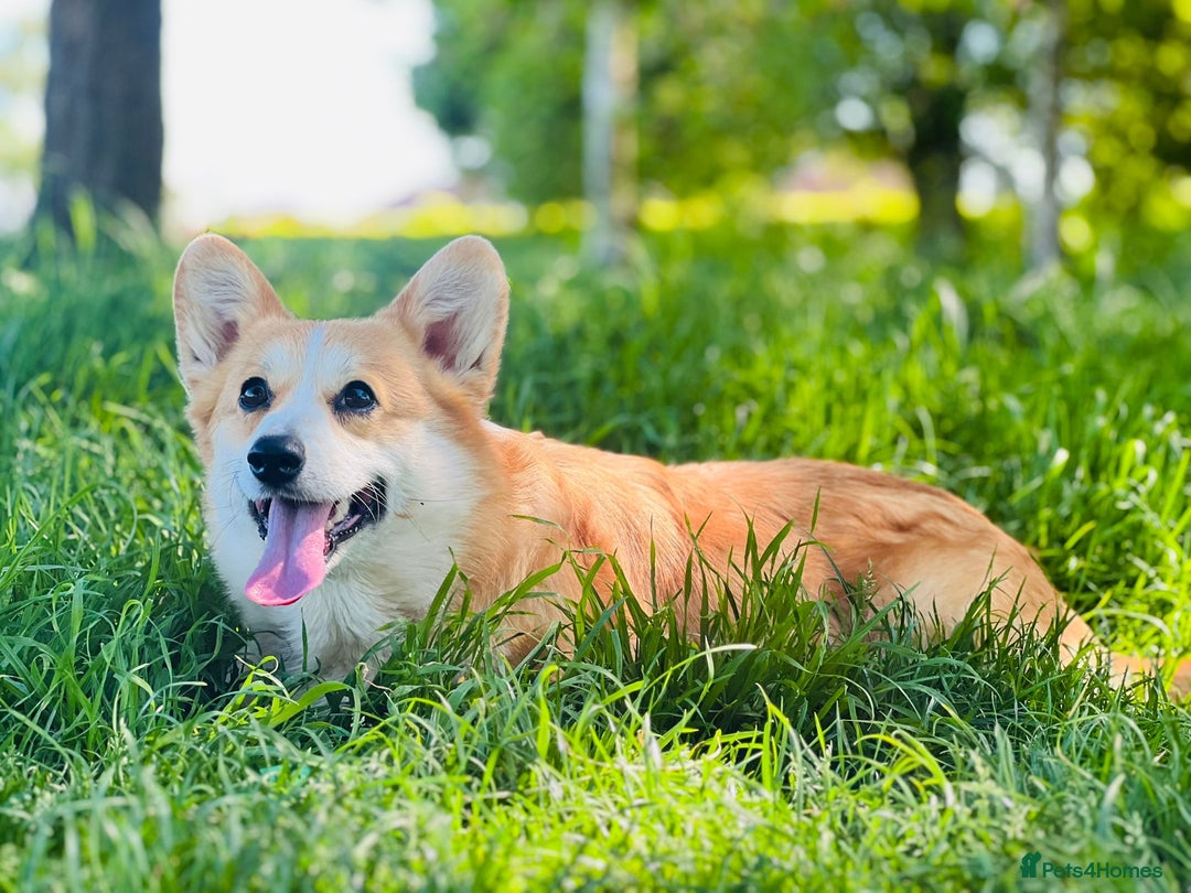 Welsh Corgi Pembroke dogs for sale: Quality Corgi puppies available to loving homes - Image 22