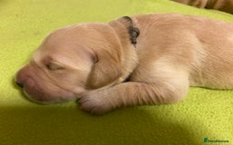 Golden Retriever dogs for sale: 🐾Sweet Golden Retriever Puppies-5 generation KC🐾 - Image 29