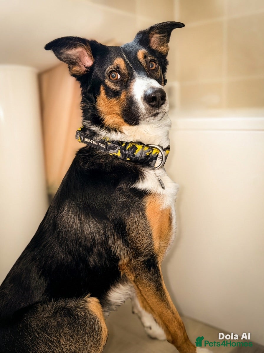 Border Collie dogs Border collie stud  - Advert 1