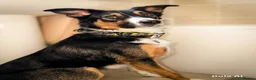 Border Collie dogs for stud: Border collie stud  - Advert 1