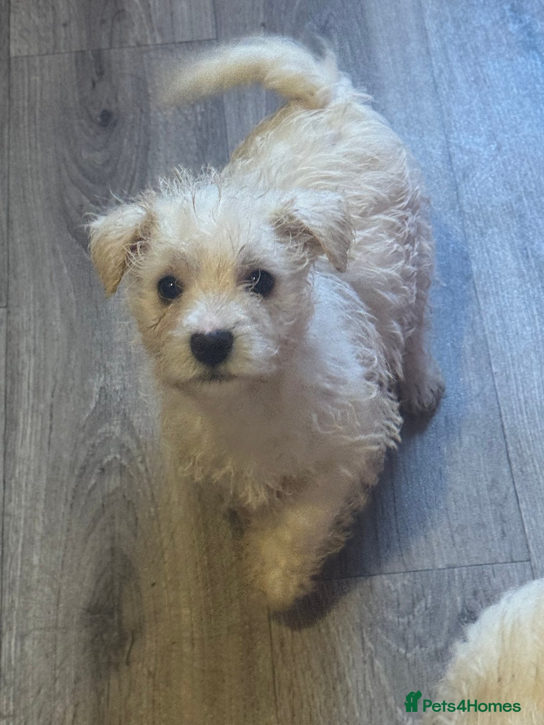 West Highland Terrier dogs for sale: West highland terriers  - Advert 14