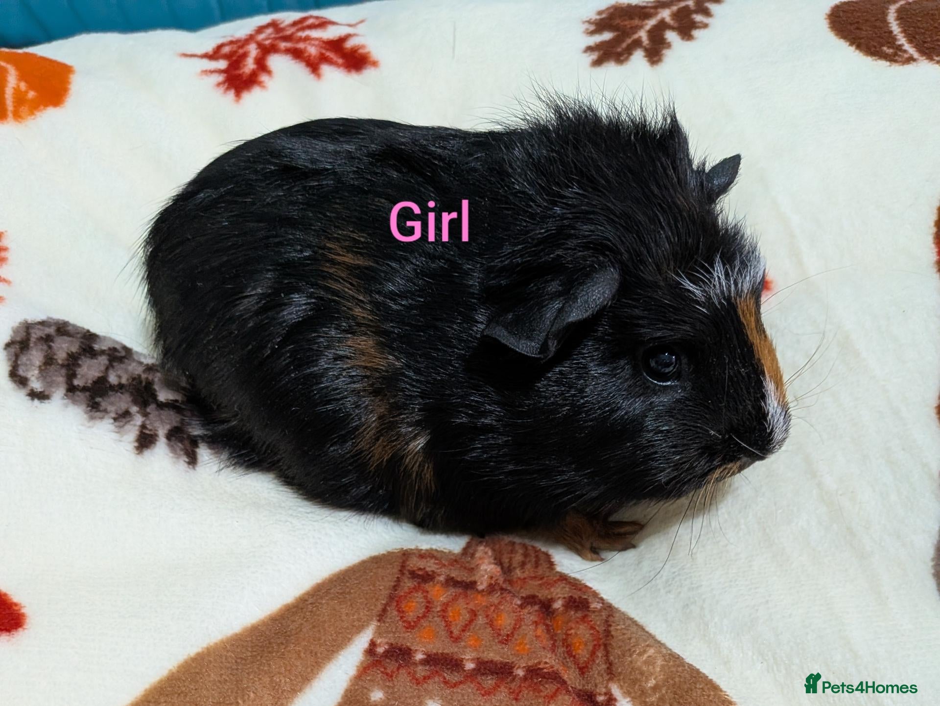 Guinea Pig rodents for sale: Baby guinea pigs for sale  - Advert 5