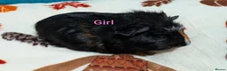 Guinea Pig rodents for sale: Baby guinea pigs for sale  - Advert 1