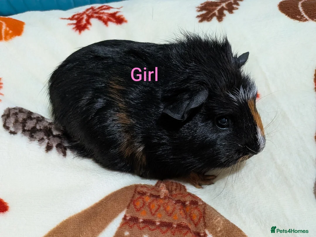 Guinea Pig rodents for sale: Baby guinea pigs for sale  - Advert 1