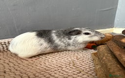 Guinea Pig rodents for sale: baby guinea pigs  - Image 16