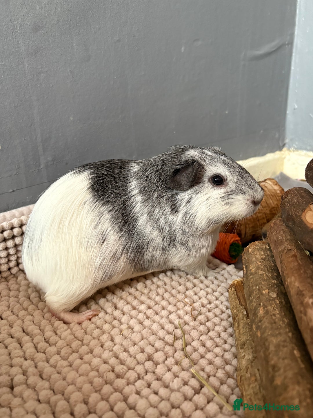 Guinea Pig rodents for sale: baby guinea pigs  - Image 16