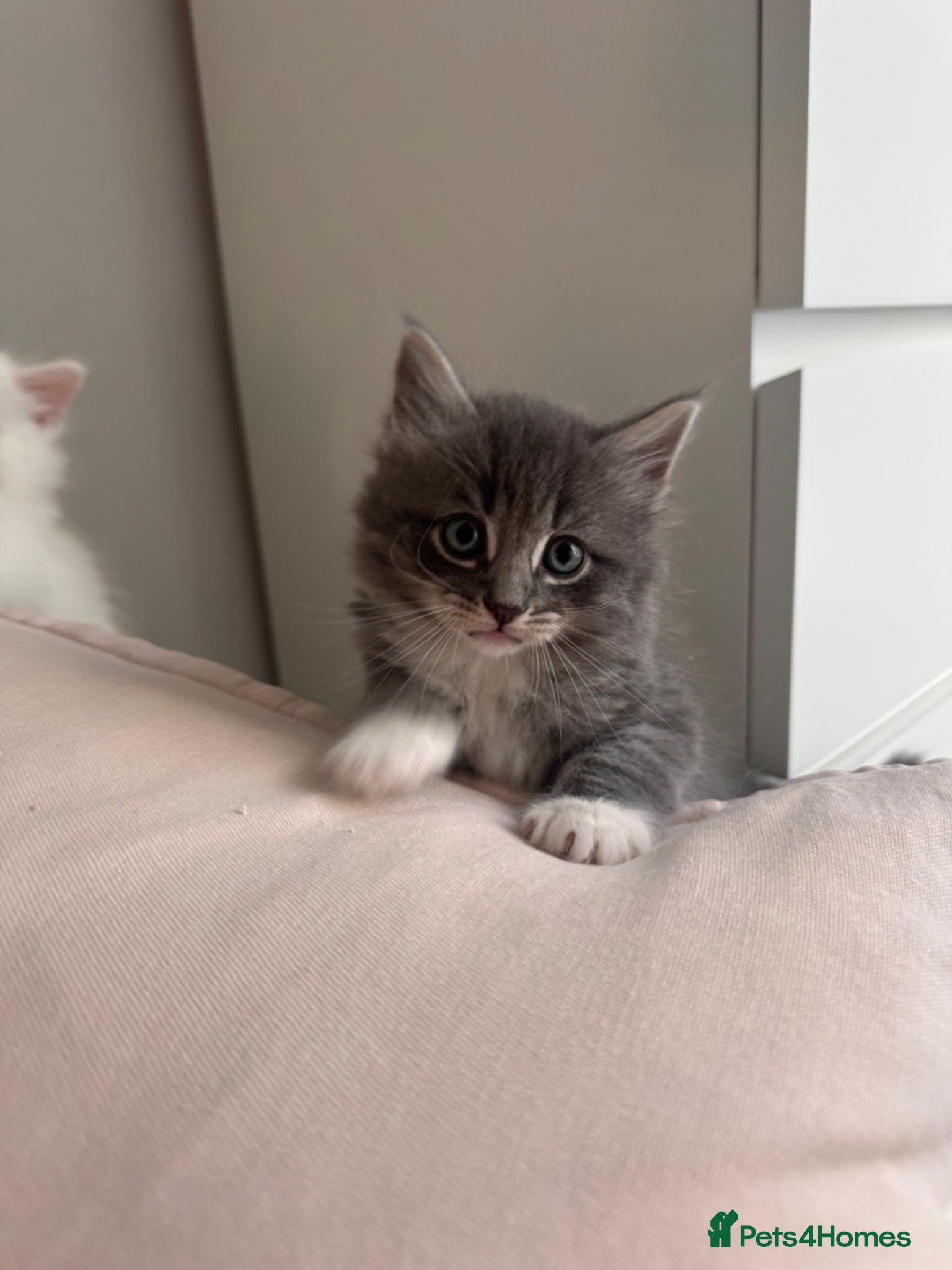 Siberian cats for sale: 🐾 Adorable Siberian Kittens  - Advert 10