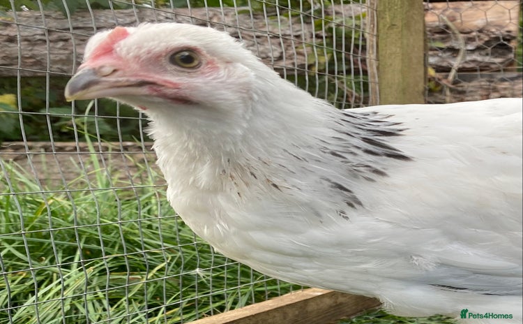 Chickens poultry - Advert 1