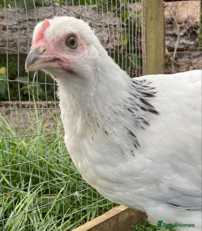 Chickens poultry - Advert 1