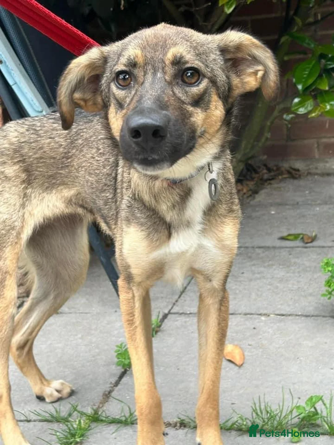 Mixed Breed dogs for adoption: Harper. Norwich Norfolk  in Norwich - Advert 5