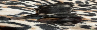 Dachshund Puppy 3