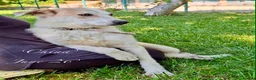 Mixed Breed dogs for adoption: China. 6 months approx. Available for adoption. in Brixham - Advert 9