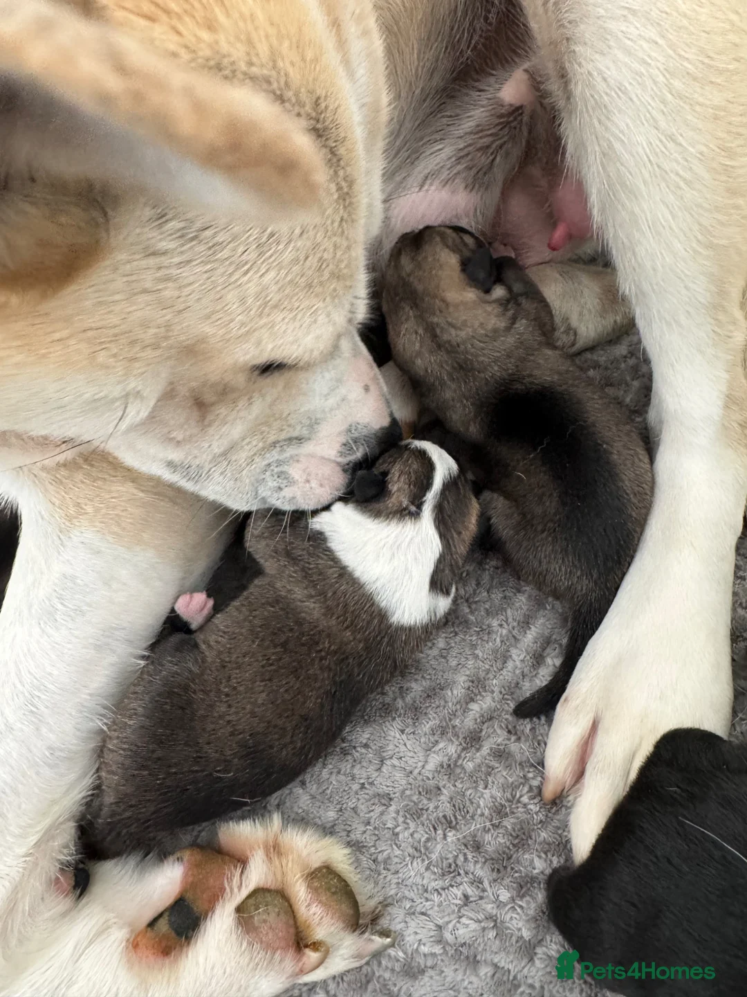 Mixed Breed dogs for sale: Mother is akita x staff father is full Akita - Advert 2