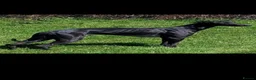 Whippet dogs for sale: Whippet puppies, Blues & blacks with white trim  - Advert 1