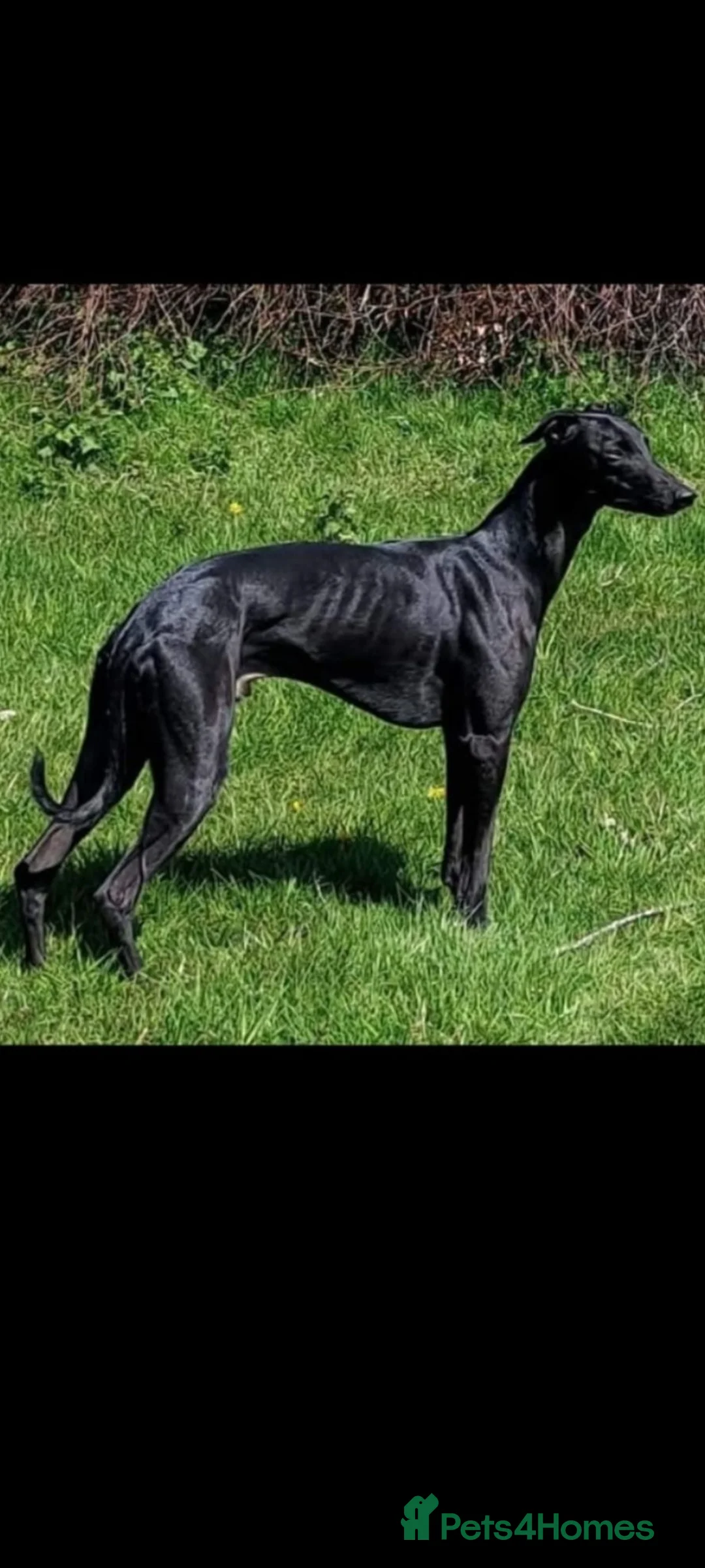 Whippet dogs for sale: Whippet puppies, Blues & blacks with white trim  - Advert 1