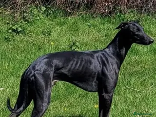 Whippet dogs Whippet puppies, Blues & blacks with white trim - Advert 1